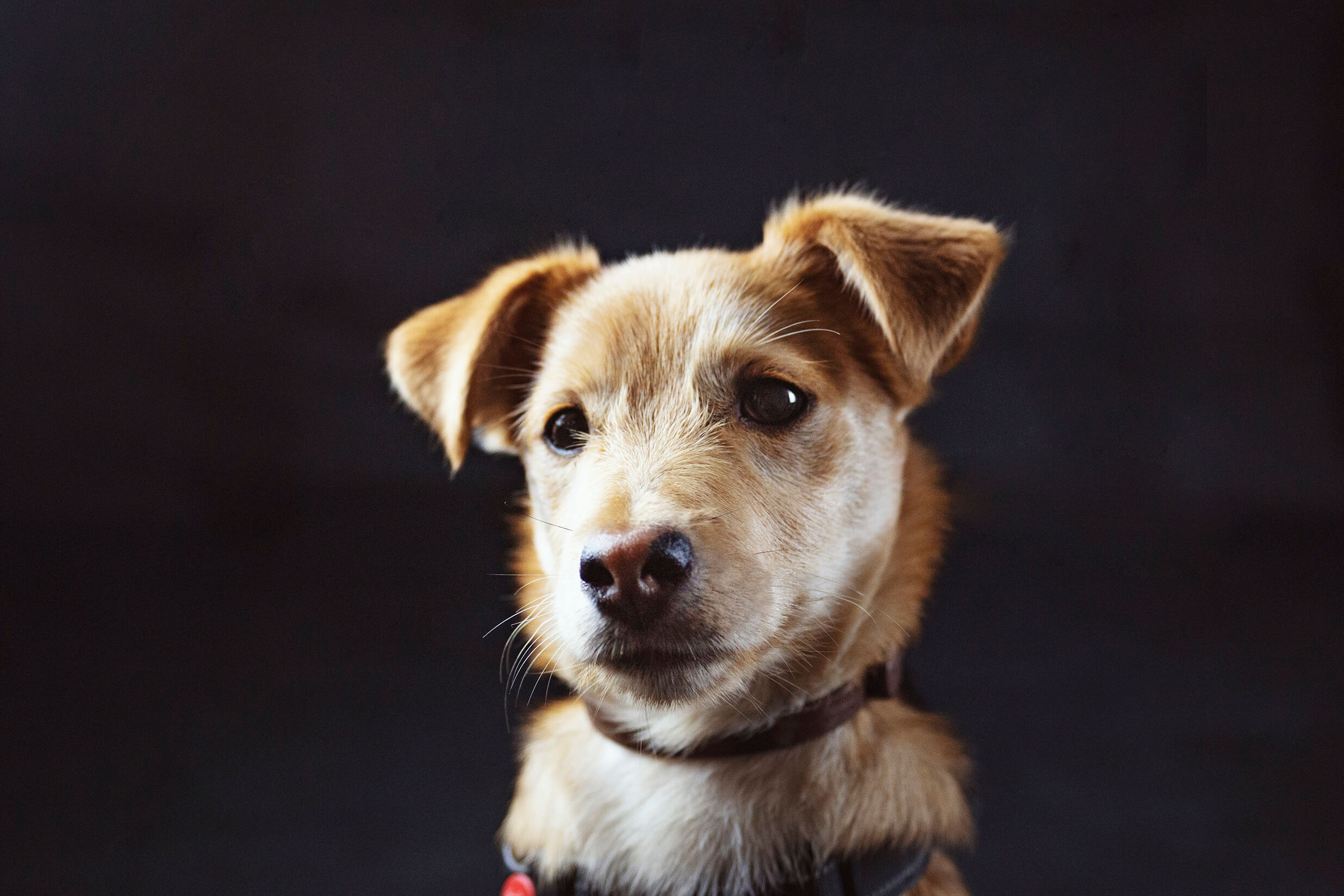 Fotografía de mascotas en estudio 