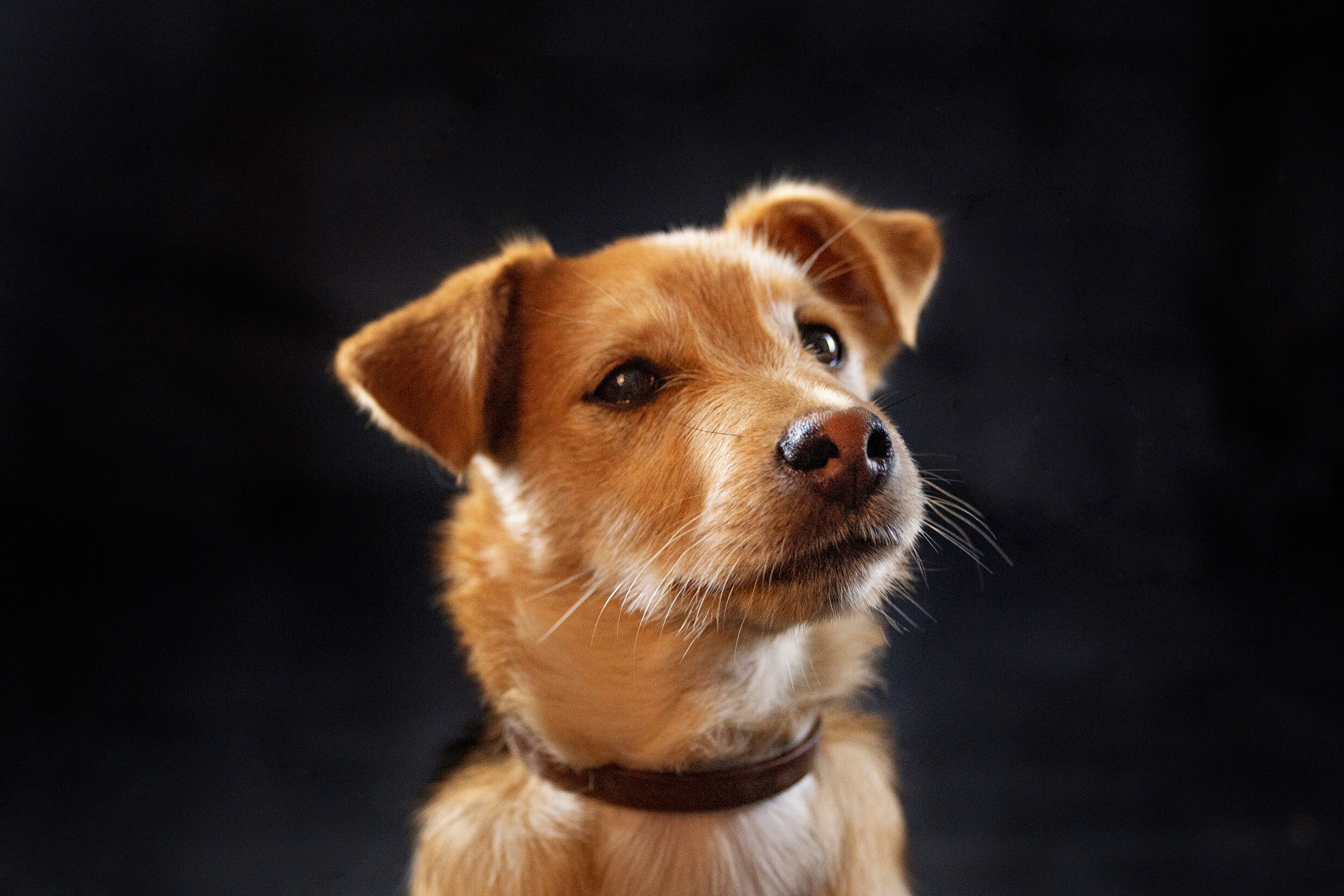 Fotografía de mascotas con perros 