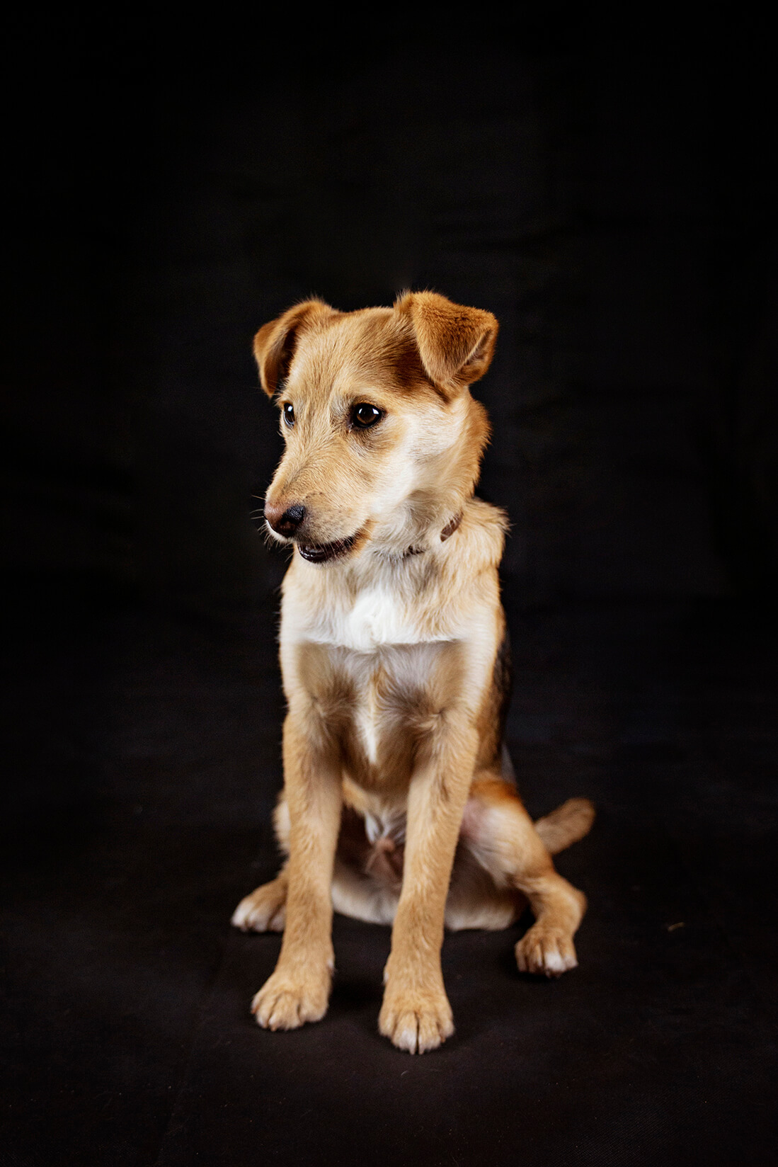 Fotografía de mascotas en estudio 