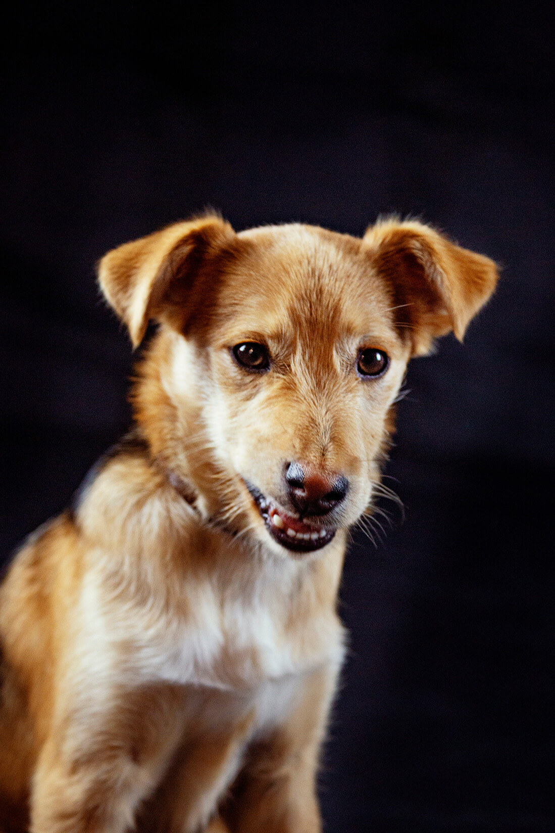 Fotografía de mascotas en estudio 