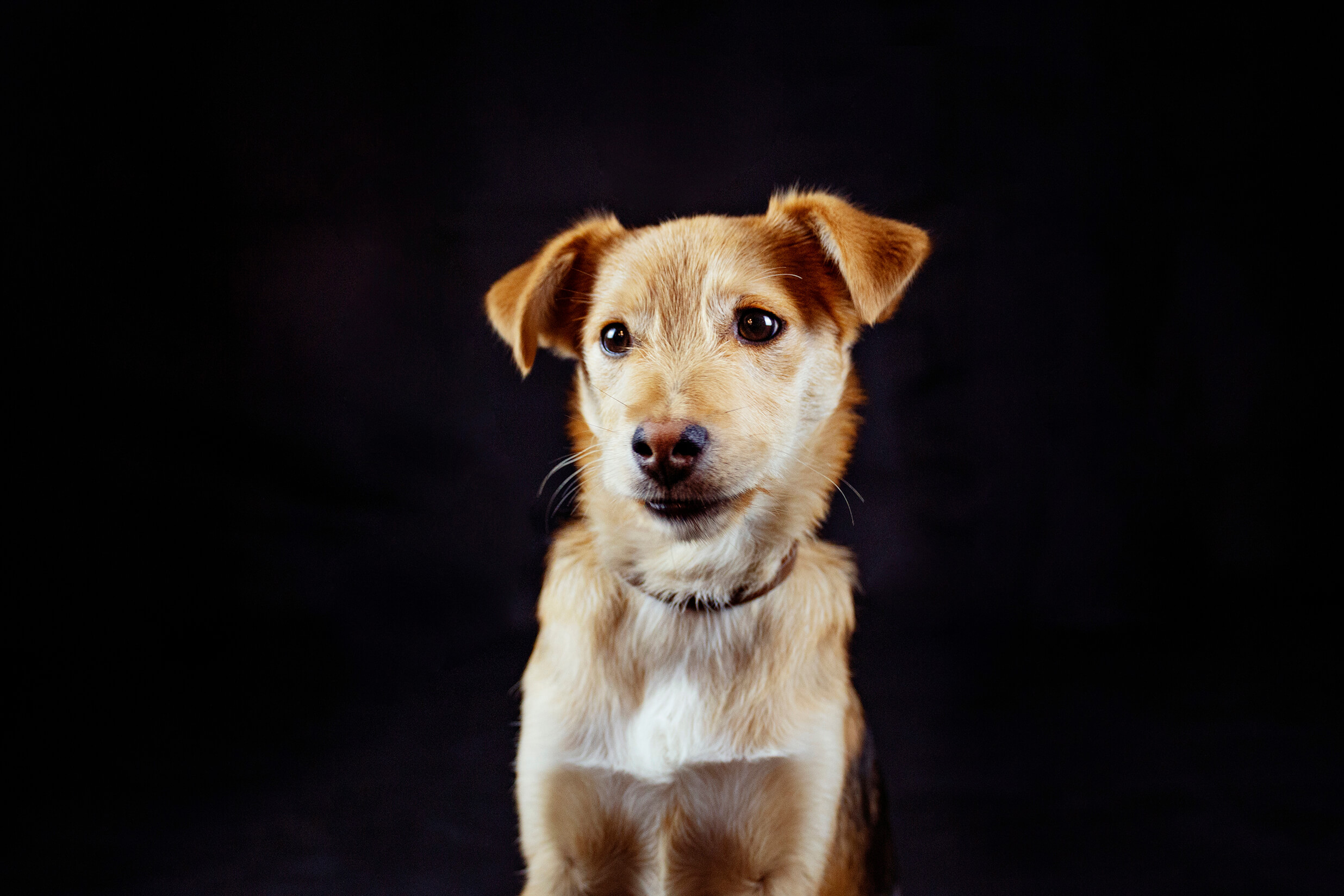 Fotografía de mascotas en estudio 